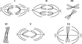 Refer to the drawings in the figure below of a single pair of homologous chromosomes as they might appear during various stages of either mitosis or meiosis, and answer the following question(s) .    -Which diagram represents anaphase I of meiosis? A)  I B)  II C)  IV D)  V