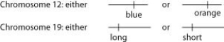 Refer to the information and figure below to answer the following questions. A certain (hypothetical)  organism is diploid, has either blue or orange wings as the consequence of one of its genes on chromosome 12, and has either long or short antennae as the result of a second gene on chromosome 19, as shown in the figure.    -A female with a paternal set of one orange and one long gene chromosome and a maternal set comprised of one blue and one short gene chromosome would be expected to produce which of the following types of eggs after meiosis? A)  All eggs will have maternal types of gene combinations. B)  All eggs will have paternal types of gene combinations. C)  Half the eggs will have maternal and half will have paternal combinations. D)  Each egg has a one-fourth chance of having either blue long, blue short, orange long, or orange short combinations.