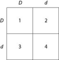 Use the figure and the following description to answer the question. In a particular plant, leaf color is controlled by gene locus D. Plants with at least one allele D have dark green leaves, and plants with the homozygous recessive dd genotype have light green leaves. A true-breeding, dark-leaved plant is crossed with a light-leaved one, and the F₁ offspring is allowed to self-pollinate. The predicted outcome of the F₂ is diagrammed in the Punnett square shown in the figure, where 1, 2, 3, and 4 represent the genotypes corresponding to each box within the square.   Which of the boxes marked 1-4 correspond to plants with dark leaves? A)  1 only B)  2 and 3 C)  4 only D)  1, 2, and 3