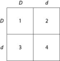Use the figure and the following description to answer the question. In a particular plant, leaf color is controlled by gene locus D. Plants with at least one allele D have dark green leaves, and plants with the homozygous recessive dd genotype have light green leaves. A true-breeding, dark-leaved plant is crossed with a light-leaved one, and the F₁ offspring is allowed to self-pollinate. The predicted outcome of the F₂ is diagrammed in the Punnett square shown in the figure, where 1, 2, 3, and 4 represent the genotypes corresponding to each box within the square.   Which of the boxes marked 1-4 correspond to plants that will be true-breeding? A)  1 and 4 only B)  2 and 3 only C)  1, 2, 3, and 4 D)  1 only