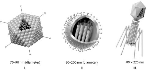 Use the figures to answer the question.   Which of the three types of viruses shown in the figure would you expect to include a capsid(s) ? A)  I only B)  II only C)  III only D)  I, II, and III