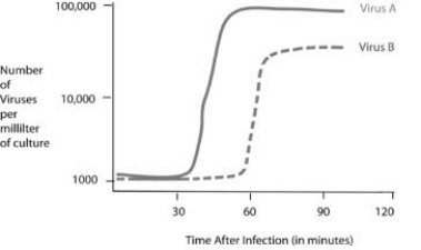 Use the following figure and information to answer the question(s) below.   Cells were infected with approximately 1,000 copies of either virus A or virus B at the 0 time point. At five-minute intervals, a sample of the virus and cell mixture was removed. The intact cells were removed from the sample, and the number of viruses per milliliter of culture was determined. Using the data in the figure, how long does it take for virus A to go through one lytic cycle? A)  15 minutes B)  30 minutes C)  45 minutes D)  90 minutes