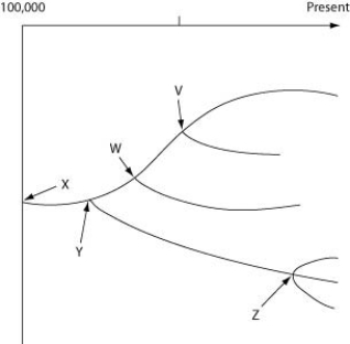 The following questions refer to the evolutionary tree in the figure below. The horizontal axis of the cladogram depicted below is a timeline that extends from 100,000 years ago to the present; the vertical axis represents nothing in particular. The labeled branch points on the tree (V-Z) represent various common ancestors. Let's say that only since 50,000 years ago has there been enough variation between the lineages depicted here to separate them into distinct species, and only the tips of the lineages on this tree represent distinct species.   In Darwin's tree of life, each fork in the tree represents ________. A)  groups of living organisms B)  groups of extinct organisms C)  the most recent common ancestor of the subsequent branches D)  morphologic gaps in the fossil record