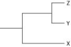 <strong>Currently, two of the living elephant species (X and Y)are placed in the genus Loxodonta, and a third surviving species (Z)is placed in the genus Elephas. Assuming this classification reflects evolutionary relatedness, which of the following is the most accurate phylogenetic tree?</strong> A) B) C) D)