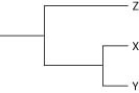 <strong>Currently, two of the living elephant species (X and Y)are placed in the genus Loxodonta, and a third surviving species (Z)is placed in the genus Elephas. Assuming this classification reflects evolutionary relatedness, which of the following is the most accurate phylogenetic tree?</strong> A) B) C) D)