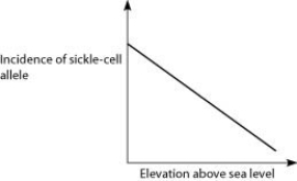<strong>Anopheles mosquitoes, which carry the malaria parasite, cannot live above elevations of 5,900 feet. In addition, oxygen availability decreases with higher altitude. Consider a hypothetical human population that is adapted to life on the slopes of Mt. Kilimanjaro in Tanzania, a country in equatorial Africa. Mt. Kilimanjaro's base is about 2,600 feet above sea level and its peak is 19,341 feet above sea level. If the incidence of the sickle-cell allele in the population is plotted against altitude (feet above sea level), which of the following distributions is most likely, assuming little migration of people up or down the mountain?</strong> A) B) C) D)