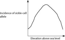 <strong>Anopheles mosquitoes, which carry the malaria parasite, cannot live above elevations of 5,900 feet. In addition, oxygen availability decreases with higher altitude. Consider a hypothetical human population that is adapted to life on the slopes of Mt. Kilimanjaro in Tanzania, a country in equatorial Africa. Mt. Kilimanjaro's base is about 2,600 feet above sea level and its peak is 19,341 feet above sea level. If the incidence of the sickle-cell allele in the population is plotted against altitude (feet above sea level), which of the following distributions is most likely, assuming little migration of people up or down the mountain?</strong> A) B) C) D)
