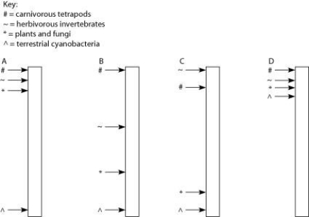 Use the following information to answer the question. A sediment core is removed from the floor of an inland sea. The sea has been in existence, off and on, throughout the entire time that terrestrial life has existed. Researchers wish to locate and study the terrestrial organisms fossilized in this core. The core is illustrated as a vertical column, with the top of the column representing the most recent strata and the bottom representing the time when land was first colonized by life.   To assign absolute dates to fossils in this sediment core, it would be most helpful if ________. A)  you knew the order in which the fossils occurred B)  the sediments had not been affected by underwater currents during their deposition C)  volcanic ash layers were regularly interspersed between the sedimentary strata D)  fossils throughout the column were equally spaced apart
