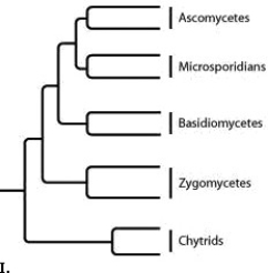 The following question refers to the following phylogenetic trees.         Which tree depicts the closest relationship between zygomycetes and chytrids? A)  I B)  II C)  III D)  IV