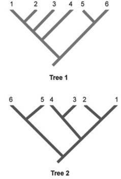   In the phylogenetic trees, numbers represent species, and the same species are shown in both trees. Which two species are represented as sister species in Tree 2 but are not shown as sister species in Tree 1? A)  1 and 2 B)  2 and 3 C)  3 and 4 D)  4 and 5