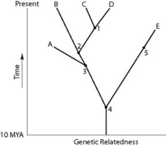 Use the figure to answer the following question.   If the figure above is an accurate depiction of relatedness, then which of the following should be an accurate statement? A)  The entire tree is based on minimum parsimony. B)  If all species depicted here make up a taxon, this taxon is paraphyletic. C)  The last common ancestor of species B and C occurred more recently than the last common ancestor of species D and E. D)  Species A is the direct ancestor of both species B and species C.