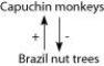 Use the information to answer the following question. The Brazil nut tree, Bertholletia excels (n = 17) , is native to tropical rain forests of South America. It is a hardwood tree that can grow to over 50 meters tall, a source of high-quality lumber, and a favorite nesting site for harpy eagles. As the rainy season ends, tough-walled fruits, each containing 8-25 seeds (Brazil nuts) , fall to the forest floor. Brazil nuts are composed primarily of endosperm. About $50 million worth of nuts are harvested each year. Scientists have discovered that the pale yellow flowers of Brazil nut trees cannot fertilize themselves and admit only female orchid bees as pollinators. The agouti (Dasyprocta spp.) , a cat-sized rodent, is the only animal with teeth strong enough to crack the hard wall of Brazil nut fruits. It typically eats some of the seeds, buries others, and leaves still others inside the fruit, which moisture can then enter and allow the remaining seeds to germinate. Ecologists often build models to depict the relationships between organisms. In such models, an arrow is used to link two organisms in a relationship. The arrowhead is next to the organism that is affected. If the effect is positive, the arrow is labeled with (+) , and if negative, then the label is (-) . Capuchin monkeys have been known to use rocks to smash open the fruits of Brazil nut trees. On the rare occasions when this has been observed, the monkeys consume all of the Brazil nuts. Thus, which of the following correctly depicts the direct relationship between capuchin monkeys and Brazil nut trees? A)    B)    C)    D)   