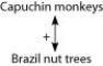 Use the information to answer the following question. The Brazil nut tree, Bertholletia excels (n = 17) , is native to tropical rain forests of South America. It is a hardwood tree that can grow to over 50 meters tall, a source of high-quality lumber, and a favorite nesting site for harpy eagles. As the rainy season ends, tough-walled fruits, each containing 8-25 seeds (Brazil nuts) , fall to the forest floor. Brazil nuts are composed primarily of endosperm. About $50 million worth of nuts are harvested each year. Scientists have discovered that the pale yellow flowers of Brazil nut trees cannot fertilize themselves and admit only female orchid bees as pollinators. The agouti (Dasyprocta spp.) , a cat-sized rodent, is the only animal with teeth strong enough to crack the hard wall of Brazil nut fruits. It typically eats some of the seeds, buries others, and leaves still others inside the fruit, which moisture can then enter and allow the remaining seeds to germinate. Ecologists often build models to depict the relationships between organisms. In such models, an arrow is used to link two organisms in a relationship. The arrowhead is next to the organism that is affected. If the effect is positive, the arrow is labeled with (+) , and if negative, then the label is (-) . Capuchin monkeys have been known to use rocks to smash open the fruits of Brazil nut trees. On the rare occasions when this has been observed, the monkeys consume all of the Brazil nuts. Thus, which of the following correctly depicts the direct relationship between capuchin monkeys and Brazil nut trees? A)    B)    C)    D)   
