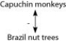 Use the information to answer the following question. The Brazil nut tree, Bertholletia excels (n = 17) , is native to tropical rain forests of South America. It is a hardwood tree that can grow to over 50 meters tall, a source of high-quality lumber, and a favorite nesting site for harpy eagles. As the rainy season ends, tough-walled fruits, each containing 8-25 seeds (Brazil nuts) , fall to the forest floor. Brazil nuts are composed primarily of endosperm. About $50 million worth of nuts are harvested each year. Scientists have discovered that the pale yellow flowers of Brazil nut trees cannot fertilize themselves and admit only female orchid bees as pollinators. The agouti (Dasyprocta spp.) , a cat-sized rodent, is the only animal with teeth strong enough to crack the hard wall of Brazil nut fruits. It typically eats some of the seeds, buries others, and leaves still others inside the fruit, which moisture can then enter and allow the remaining seeds to germinate. Ecologists often build models to depict the relationships between organisms. In such models, an arrow is used to link two organisms in a relationship. The arrowhead is next to the organism that is affected. If the effect is positive, the arrow is labeled with (+) , and if negative, then the label is (-) . Capuchin monkeys have been known to use rocks to smash open the fruits of Brazil nut trees. On the rare occasions when this has been observed, the monkeys consume all of the Brazil nuts. Thus, which of the following correctly depicts the direct relationship between capuchin monkeys and Brazil nut trees? A)    B)    C)    D)   