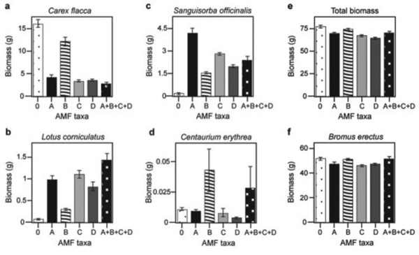 Use the following information to answer the question. Canadian and Swiss researchers wanted to know if the diversity of arbuscular mycorrhizal fungi (AMF) was important to the productivity of grasslands (M.G.A. van der Heijden, J. N. Klironomos, M. Ursic, P. Moutoglis, R. Streitwolf-Engel, T. Boler, A. Wiemken, and I. R. Sanders. 1998. Mycorrhizal fungal diversity determines plant biodiversity, ecosystem variability, and productivity. Nature 396:69-72) . Specifically, they wanted to know if it mattered which specific AMF species were present, or just that some type of AMF was present. They grew various plants in combination with one of four AMF species (A, B, C, and D) , no AMF species (O) , or all four AMF species together (A + B + C + D) ; and they measured plant growth under each set of conditions. All plant species were grown in each plot, so they always competed with each other with the only difference being which AMF species were present. On the graphs, the x-axis labels indicate the number and identity of AMF species (bar 0 = no fungi; bars A - D = individual AMF species; bar A + B + C + D = all AMF species together) . The y-axis indicates the amount (grams) of plant biomass for the species shown in italics above each graph. Graph e is the total biomass (grams) of all 11 plant species combined; graph f is the biomass of Bromus erectus plants only, separated from the total.   What is the most likely explanation for the observation that total biomass (graph e) does not vary with AMF diversity? A)  Plant growth is unaffected by fungal diversity. B)  Most of the plants in this system do not form mycorrhizal associations C)  Bromus erectus is the dominant plant species. D)  Lotus corniculatus is a rare species.