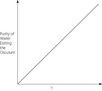 Use the graph to answer the following question.   Which of the following factors, when used to label the horizontal axis of the graph, would account most directly for the shape of the plot? A)  rate of cribrostatin synthesis (molecules/unit time)  B)  number of pores per sponge C)  number of spicules per sponge D)  number of choanocytes per sponge