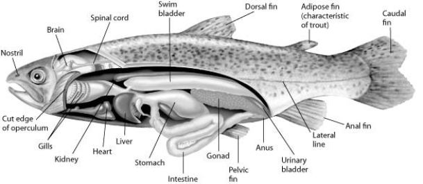 Use the following figure and information to answer the question.   Fishes that have swim bladders can regulate their density and, thus, their buoyancy. There are two types of swim bladder: physostomous and physoclistous. The ancestral version is the physostomous version, in which the swim bladder is connected to the esophagus via a short tube (see the figure) . The fish fills this version by swimming to the surface, taking gulps of air, and directing them into the swim bladder. Air is removed from this version by  belching.  The physoclistous version is more derived and has lost its connection to the esophagus. Instead, gas enters and leaves the swim bladder via special circulatory mechanisms within the wall of the swim bladder. Which shark structure is closest in function to a swim bladder full of gas? A)  its lateral line system B)  its spiral valve C)  its liver D)  its gills