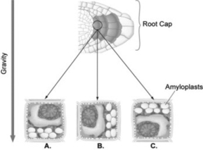 Use the figure to answer the following question.   Suppose you laid a seedling on its side so that the root was parallel to the ground as shown in the figure. Several hours after the change in position, where in the root cells, position A, B, or C in the figure, would you find the amyloplasts? A)  A B)  B C)  C D)  A and C