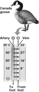 Use the figure to answer the following question.   The countercurrent arrangement of blood vessels is an adaptation that allows the goose to ________. A)  minimize heat exchange between the feet and water B)  generate heat using shivering thermogenesis C)  more effectively cool off in the summer D)  conserve heat in its core when the goose is swimming in cold water