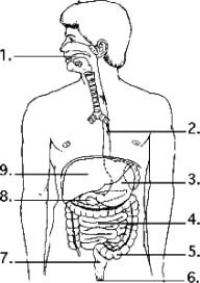   Examine the digestive system structures in the figure. The agents that help emulsify fats are produced in location ________. A)  1 B)  3 C)  8 D)  9