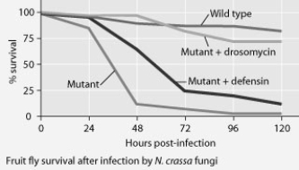 Use the graphs to answer the following question. Mutant fruit flies that make only one antimicrobial peptide were tested for survival after infection with Neurospora crassa fungi or with Micrococcus luteus bacteria.     The results shown in the graphs support the hypothesis that ________. A)  adding the defensin gene to such mutants protects them from death by bacterial infection B)  adding the drosomycin gene to such mutants protects them from death by bacterial infection C)  wild-type flies with the full set of genes for antimicrobial peptides are highly susceptible to both fungal and bacterial pathogens D)  the presence of any single antimicrobial peptide protects against both fungal and bacterial pathogens