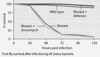 Use the graphs to answer the following question. Mutant fruit flies that make only one antimicrobial peptide were tested for survival after infection with Neurospora crassa fungi or with Micrococcus luteus bacteria.     The results shown in the graphs support the hypothesis that ________. A)  adding the defensin gene to such mutants protects them from death by bacterial infection B)  adding the drosomycin gene to such mutants protects them from death by bacterial infection C)  wild-type flies with the full set of genes for antimicrobial peptides are highly susceptible to both fungal and bacterial pathogens D)  the presence of any single antimicrobial peptide protects against both fungal and bacterial pathogens