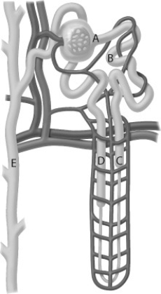 Use the following figure to answer the question.   In which of the labeled structures does passive water reabsorption take place? A)  only in B B)  only in B and D C)  in B, C, and E D)  Passive water reabsorption occurs throughout all of the nephron.