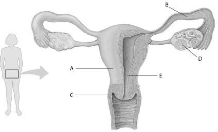 Refer to the following figure, which diagrams the reproductive anatomy of the human female, to answer the question.   In the figure, which structure is the site of embryo implantation? A)  B B)  C C)  D D)  E