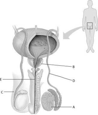 Refer to the following figure, which diagrams the reproductive anatomy of the human male, to answer the question.   In the figure, which letter points to the vas deferens? A)  A B)  B C)  C D)  D