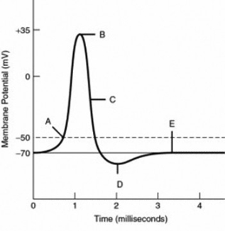 Refer to the following graph of an action potential to answer the question.   The membrane potential is closest to the equilibrium potential for potassium at label ________. A)  A B)  B C)  C D)  D