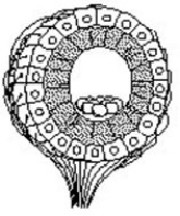 Use the figure to answer the following question.   The structure diagrammed in the figure is the ________. A)  neuromast B)  statocyst C)  ommatidium D)  olfactory bulb