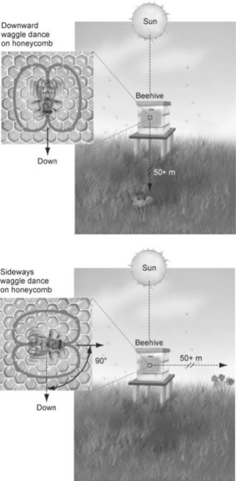 Use the following figures to answer the question.   What could you conclude if the honeybee in the figure switched from the  waggle dance  to the  round dance ? A)  The food source is no longer available; all the nectar has been harvested. B)  The preferred food source was farther away. C)  The bee is trying to conserve energy by switching to the round dance. D)  The food source is close to the hive.