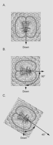 <strong>Use the following figures to answer the question. If the figure shows the dances of bees in a hive at noon on June 21 in the northern hemisphere (the sun is directly north of the hive), which dance is communicating that the food is to the south of the hive?</strong> A) dance A B) dance B C) dance C D) It is not possible to tell if any of the dances indicate the food is to the south of the hive.