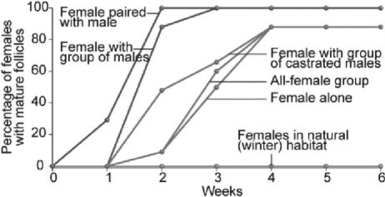 Use the following figure to answer the question.   Based only on the information in the figure, which of the following conclusions is most logical? A)  Females produce more eggs more quickly when exposed to breeding males. B)  Females produce eggs more quickly when exposed to many males than females paired with a male. C)  All non-isolated females do just as well as isolated females. D)  After four weeks together, females with males produce mature follicles to the same extent as females without males.