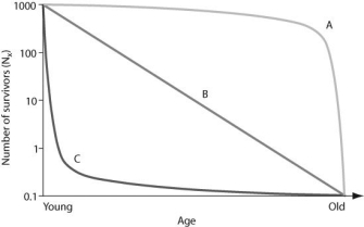 Use the graph to answer the following question.   In the figure, which of the following survivorship curves most applies to humans living in developed countries? A)  curve A B)  curve B C)  curve C D)  curve A or curve B