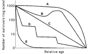 Use the survivorship curves in the figure to answer the following question.   Which statement best explains survivorship curve B? A)  It is likely a species that provides little postnatal care, but lots of care for offspring during midlife as indicated by increased survivorship. B)  This curve is likely for a species that produces lots of offspring, only a few of which are expected to survive. C)  It is likely a species where no individuals in the cohort die when they are at 60-70% relative age. D)  Survivorship can only decrease; therefore, this curve could not happen in nature.