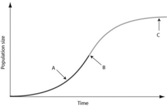 Use the graph to answer the following question.   In the figure, which of the arrows represents the carrying capacity? A)  arrow A B)  arrow B C)  arrow C D)  Carrying capacity cannot be found in the figure because species under density-dependent control never reach carrying capacity.