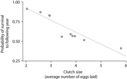 Use the graph to answer the following question.   Looking at the data in the figure, what can be said about survival and clutch size? A)  Animals with low survival tend to have smaller clutch sizes. B)  Large clutch size correlates with low survival. C)  Animals with high survival tend to have medium-sized clutches. D)  Probability of survivorship does not correlate with clutch size.