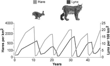 Use the graph to answer the following question.   What conclusion can you draw from the figure? A)  Hares decrease in number just before lynx population size increases. B)  Lynx control hare population size. C)  Lynx and hare populations are independent of each other. D)  The relationship between the populations cannot be determined only from this graph.