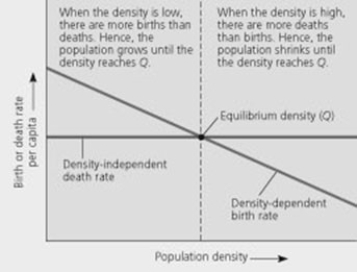 Use the figure to answer the following question.   In the figure, imagine a different scenario where the death rate per capita was dependent upon (and positively correlated with) the density of the population, and the birth rate was instead density independent. As the density of the population increased, ________. A)  the death rate would decrease and the birth rate would decrease B)  the death rate would increase and the birth rate would decrease C)  the death rate would increase and the birth rate would remain stable D)  the death rate would remain stable and the birth rate would increase