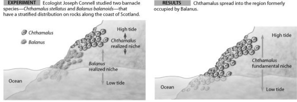 Use the figures to answer the following question.   In the hypothesis that Chthamalus stellatus (a species of barnacle) is competitively excluded from the lower intertidal zone by Balanus balanoides (another species of barnacle) , what could be concluded about the two species? A)  The fundamental and realized niches of B. balanoides and C. stellatus are identical. B)  The fundamental and realized niches of B. balanoides and C. stellatus are different. C)  The fundamental and realized niches of B. balanoides are different, but the fundamental and realized niches of C. stellatus are identical. D)  The fundamental and realized niches of B. balanoides are identical, but the fundamental and realized niches of C. stellatus are different.