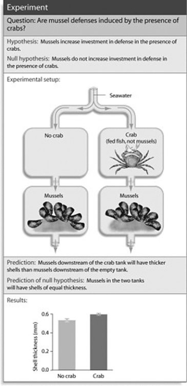 Use the figure to answer the following question.   What conclusion can you draw from the figure? A)  Without direct contact, mussels can sense the presence of crabs. B)  Mussels can sense the presence of crabs only visually. C)  Mussels are increasing their shell thickness in response to water current. D)  Crabs hunt for mussels by focusing on the chemicals they emit into the water.