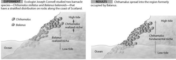 Use the figures to answer the following question.   Connell conducted this experiment to learn more about ________. A)  character displacement in the color of barnacles B)  habitat preference in two different species of barnacles C)  how sea-level changes affect barnacle distribution D)  competitive exclusion and distribution of barnacle species