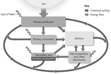 Use the following figure to answer the question.   In the figure, what could the jagged arrow leaving microorganisms and other detritivores represent? A)  organic compounds broken down by bacteria B)  energy consumed by bacteria C)  energy lost from a worm during cellular respiration D)  CO₂ and heat loss from decomposing materials due to the effects of solar radiation and precipitation