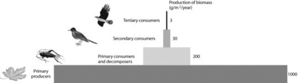 Use the following figure to answer the question.   After looking at the figure, what can be said about productivity in this ecosystem? A)  Nothing can be said based on this information. B)  Between 80% and 90% of the energy is lost between most trophic levels. C)  Between 10% and 20% of the energy is lost between most trophic levels. D)  Productivity increases with each trophic level.