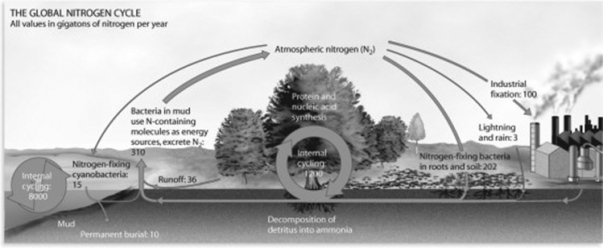 Use the following figure to answer the question.   Consider the global nitrogen cycle depicted in the figure. How are humans altering this cycle? A)  industrial nitrogen fixation B)  nitrogen lost to the atmosphere C)  reduction of nitrogen available to terrestrial ecosystems D)  reduction of nitrogen fixation by bacteria