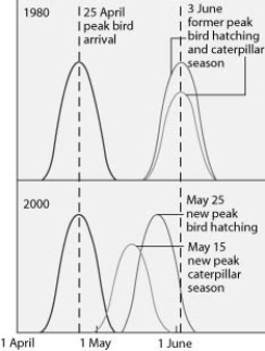 Use the following graph and information to answer the question. Flycatcher birds that migrate from Africa to Europe feed their chicks a diet that is almost exclusively moth caterpillars. The graph shows the peak dates of flycatcher arrival in Europe, bird hatching, and peak caterpillar season for the years 1980 and 2000. The y-axis is a measure of the abundance of birds, hatching chicks, and caterpillars.   The shift in the peak of caterpillar season is most likely due to ________. A)  earlier migration returns of flycatchers B)  an innate change in the biological clock of the caterpillars C)  global warming D)  acid precipitation in Europe