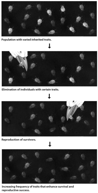 In the process of evolution by natural selection illustrated in the accompanying figure,which of the following is the mechanism or agent of natural selection?   A)  artificial selection B)  selective breeding C)  selective predation D)  genetic drift