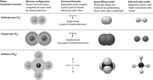 All of the representations in the following figure EXCEPT one clearly show double bonds.Choose the exception.   A)  electron configuration B)  structural formula C)  space-filling model D)  ball-and-stick model