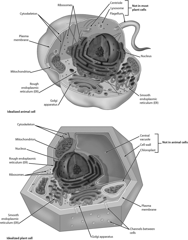 <strong>Examine the structures of the plant and animal cells below.Which of the following organelles connect(s)to the nuclear envelope? </strong> A) the Golgi apparatus B) lysosomes C) mitochondria D) the endoplasmic reticulum